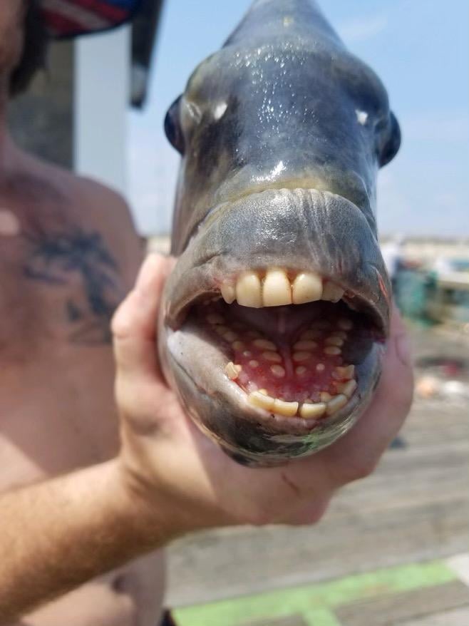 A Fish With Human-Like Teeth Was Caught In North Carolina, And It’s Pretty Bizarre