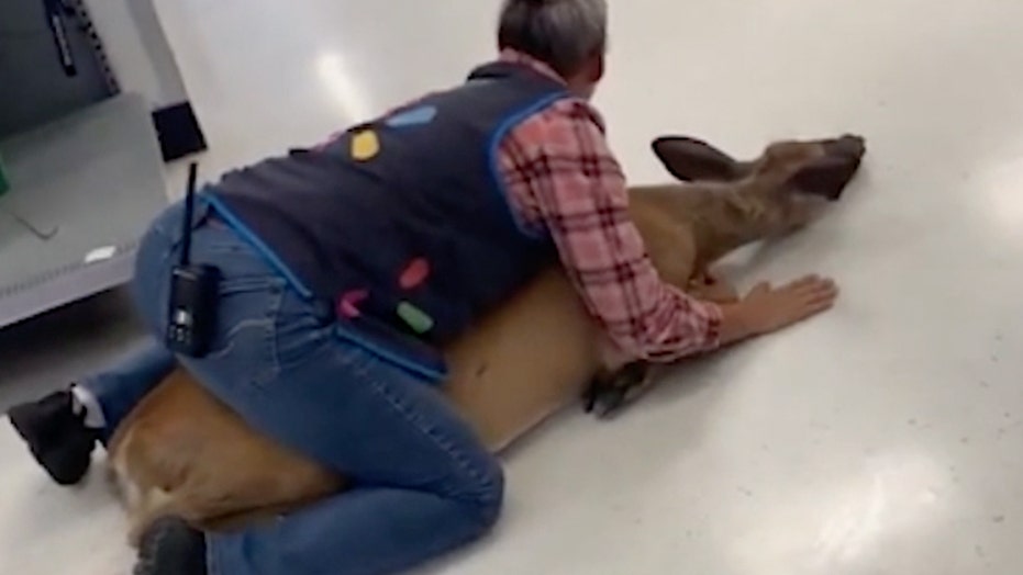 That’s One Way To Hunt: Walmart Employee Tackles Deer That Ran Wild Inside Store