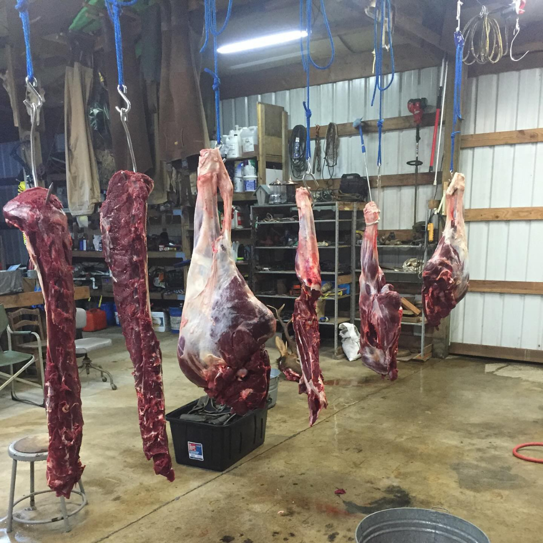 Deer hanging