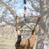 deer pulley lift
