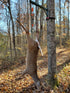 easy deer lift